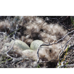 CINELLI Piume & Piumini  -  INTERNO PIUMINO  100% EDREDONE